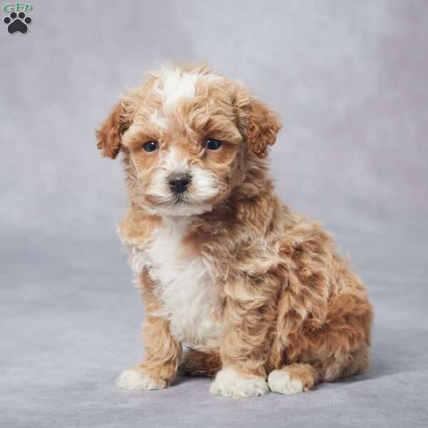 Winston, Toy Poodle Puppy